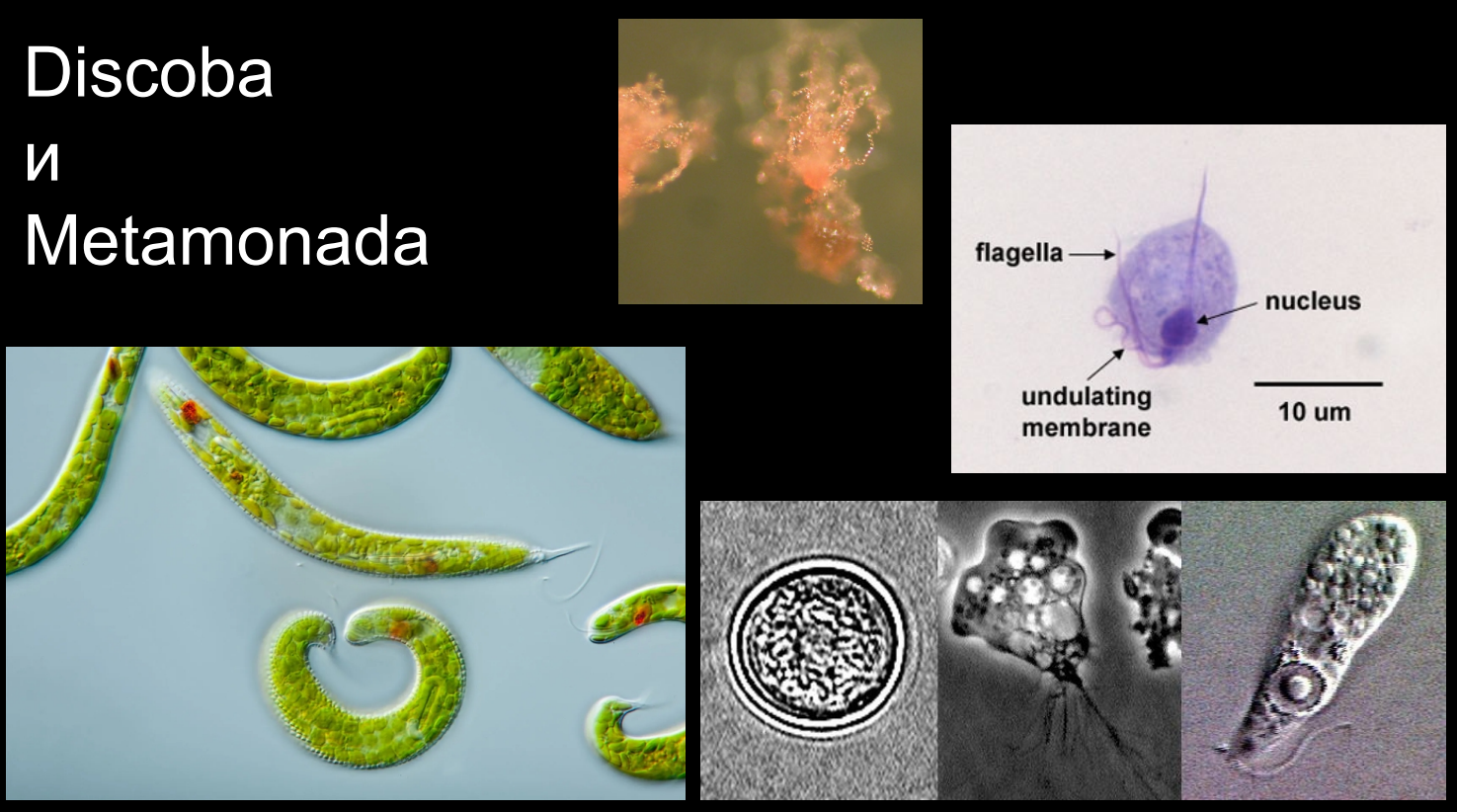 Discoba и Metamonada