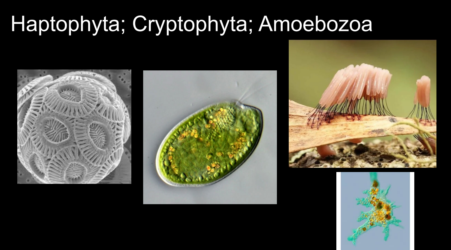 Haptophyta; Cryptophyta; Amoebozoa