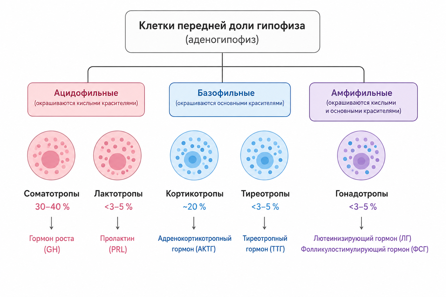 Клетки гипофиза