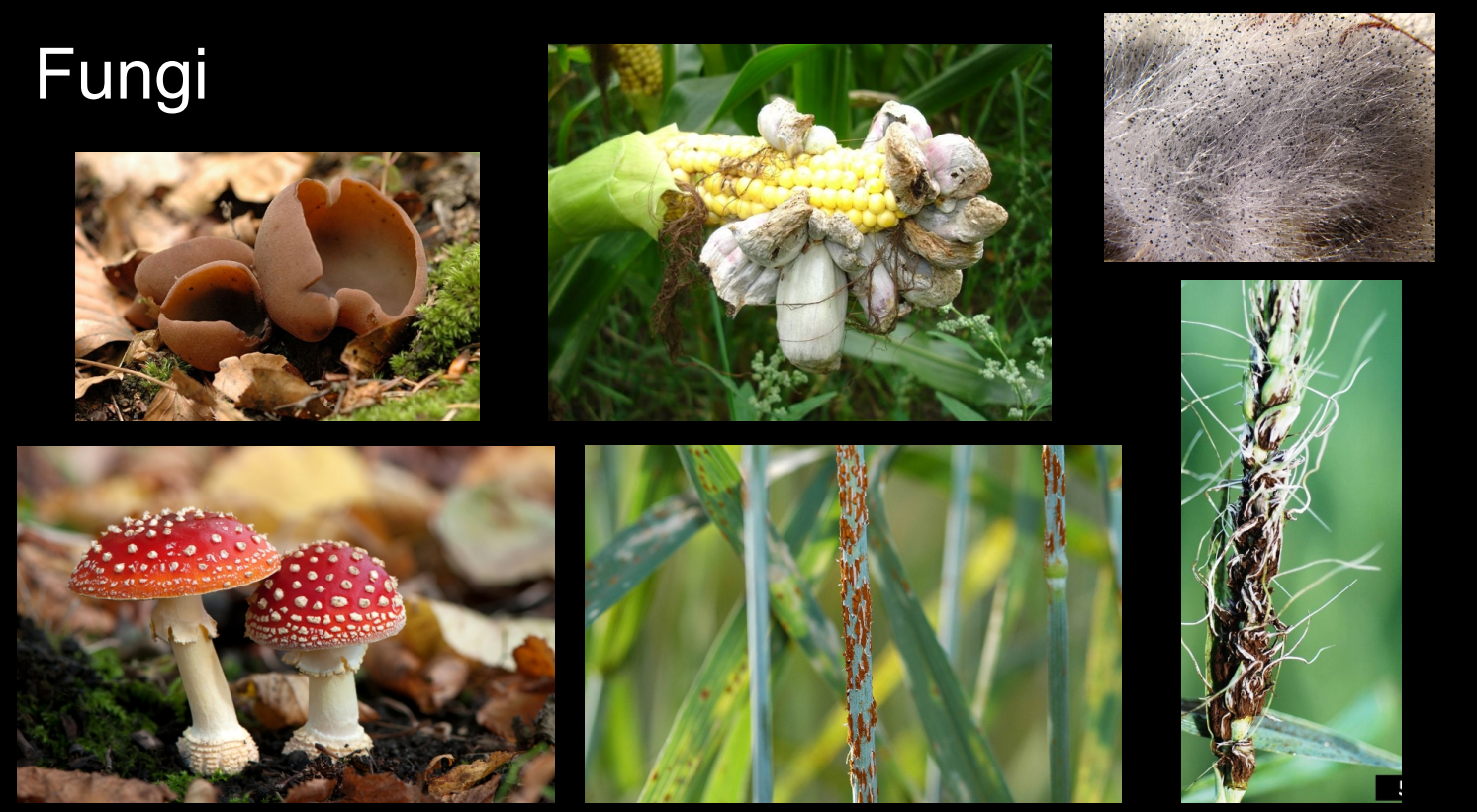 Fungi