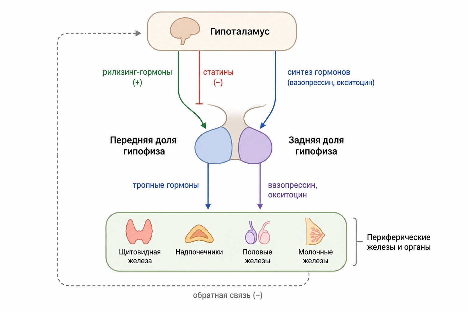 Гипоталамо-гипофизарная ось регуляции эндокринной системы