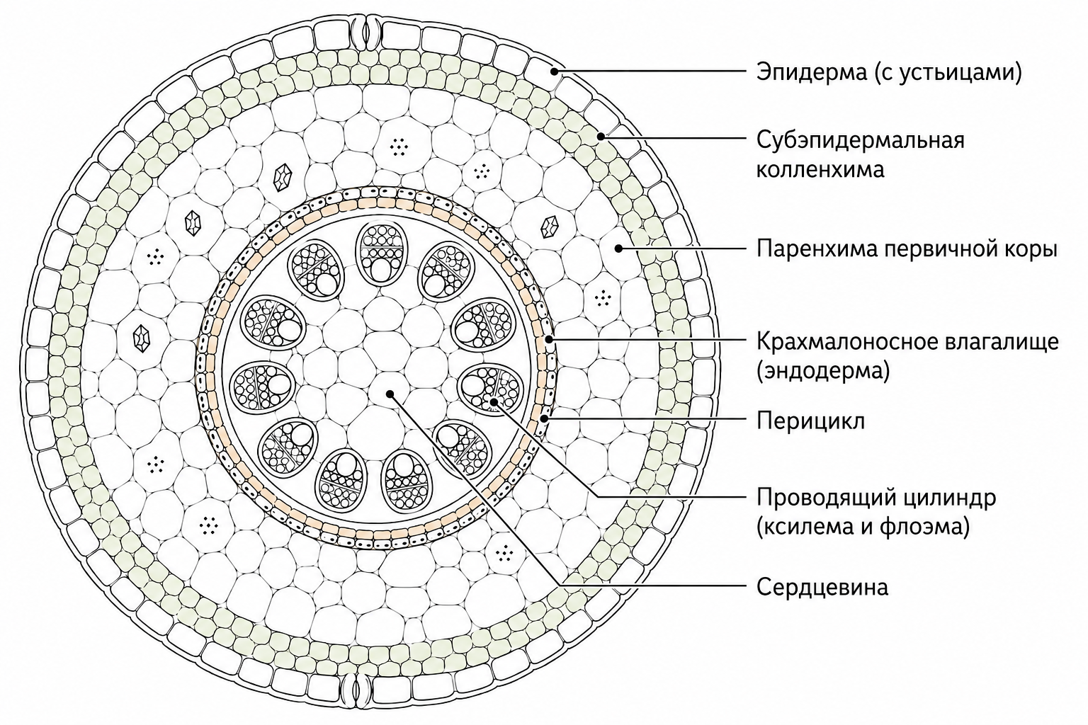 Схема поперечного среза стебля