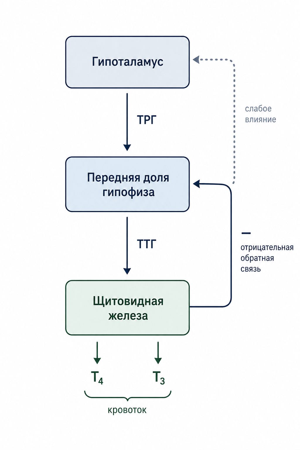 Схема трёхуровневой оси регуляции функции щитовидной железы