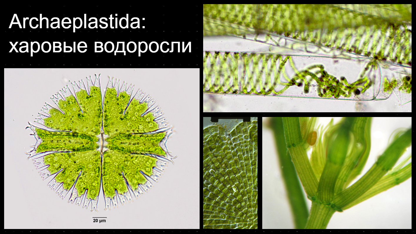 Archaeplastida: харовые водоросли