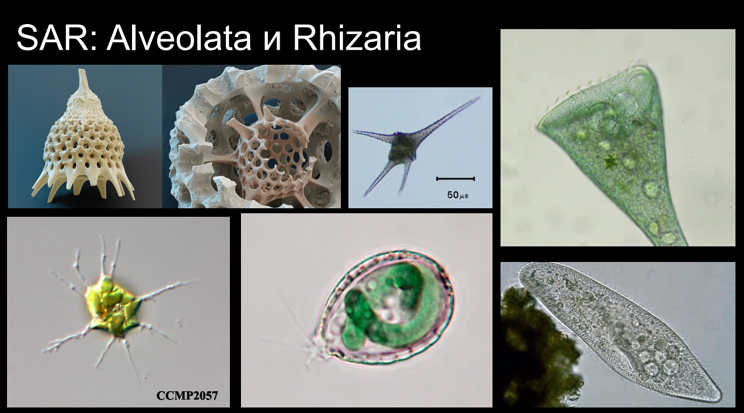 SAR: Alveolata и Rhizaria