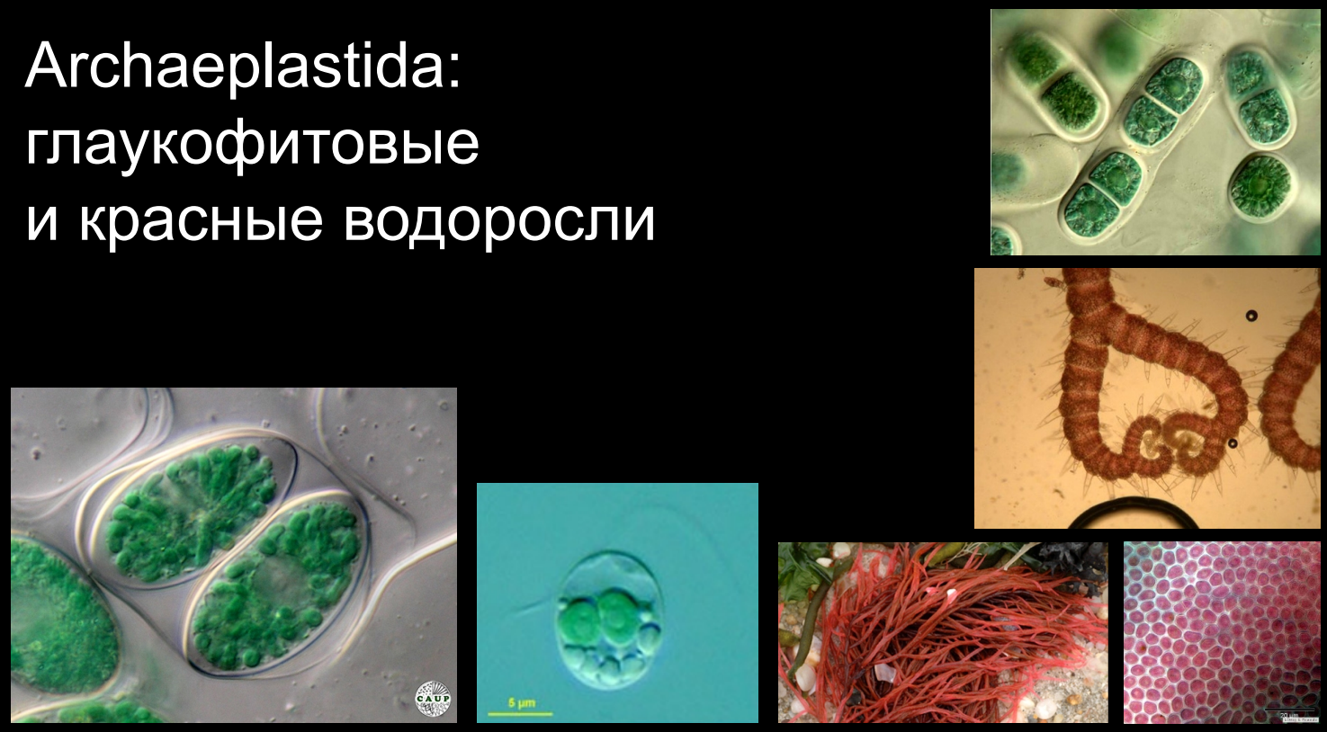 Archaeplastida: глаукофитовые и красные водоросли