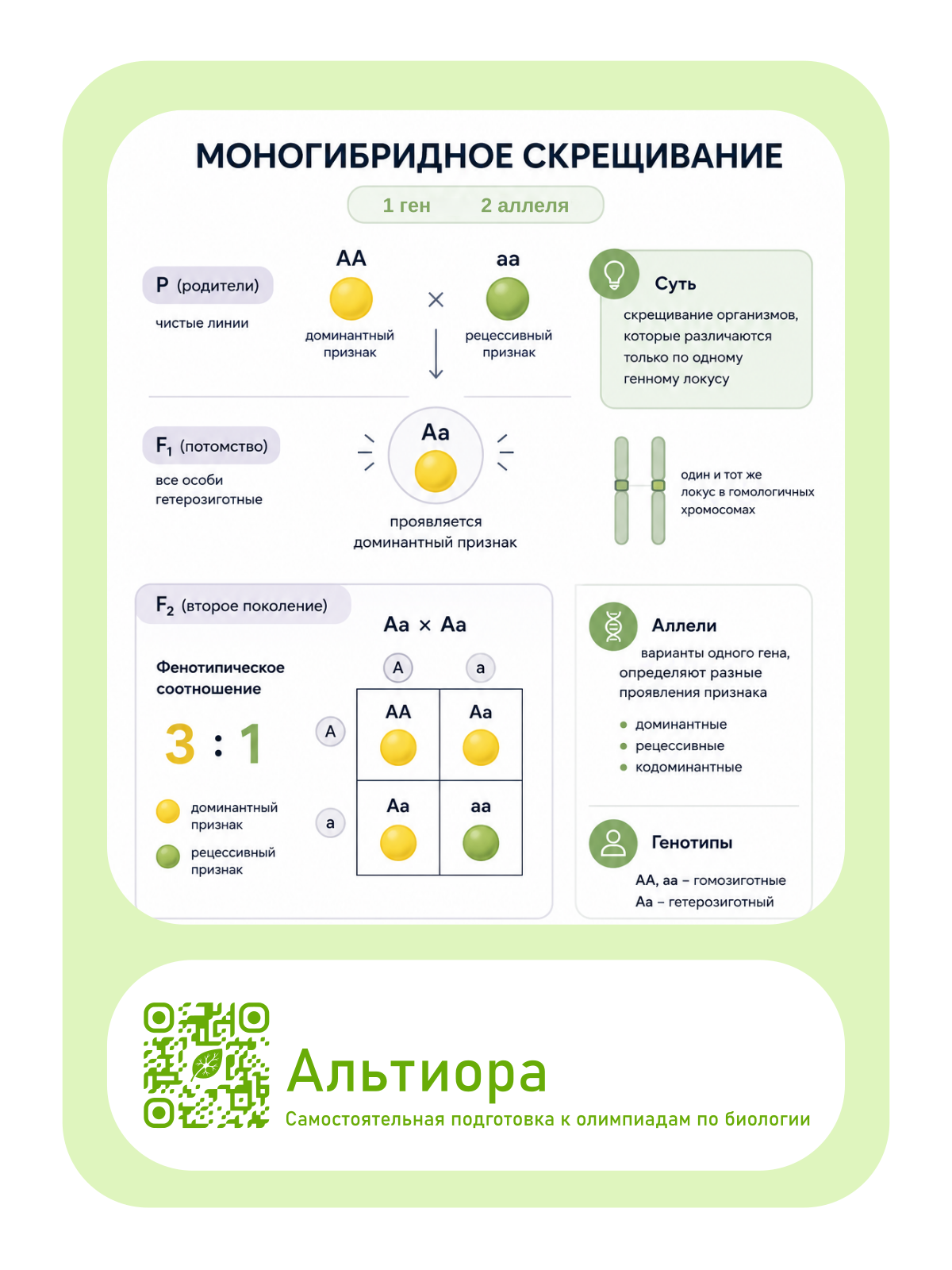 Моногибридное скрещивание