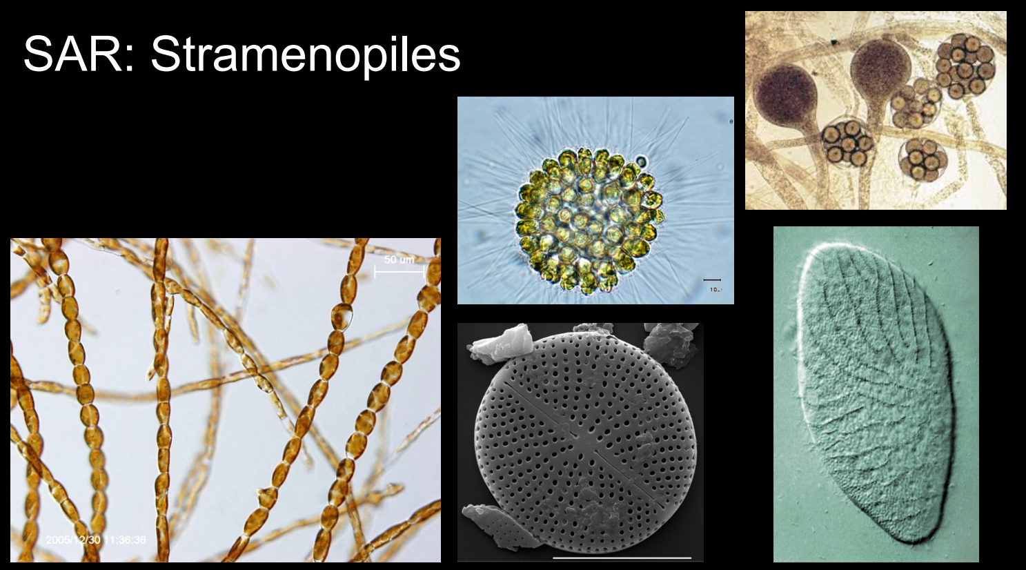 SAR: Stramenopiles