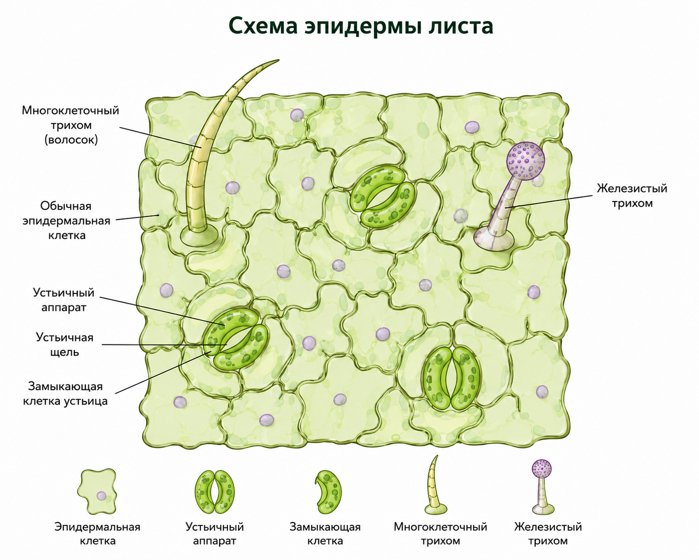 Схема эпидермы листа