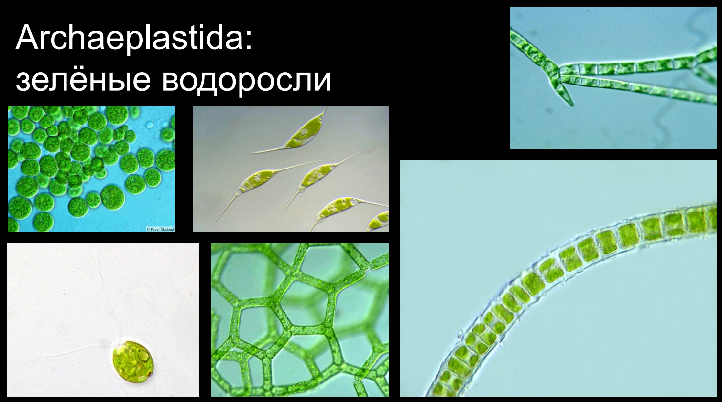 Archaeplastida:  зелёные водоросли