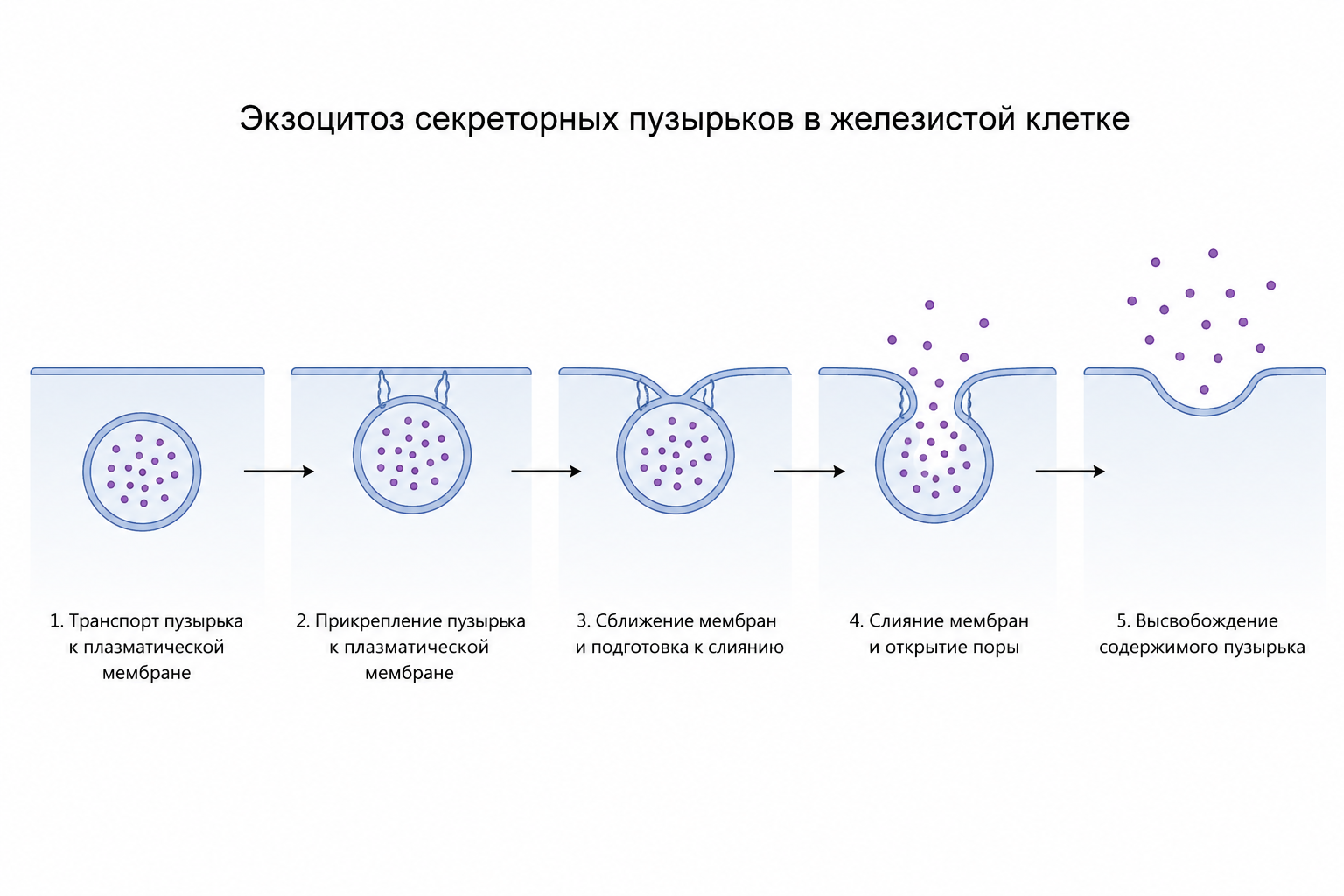Экзоцитоз