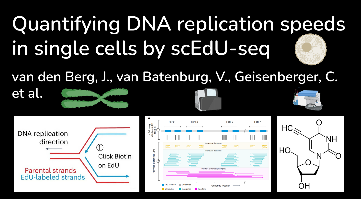 Quantifying DNA replication speeds in single cells by scEdU-seq