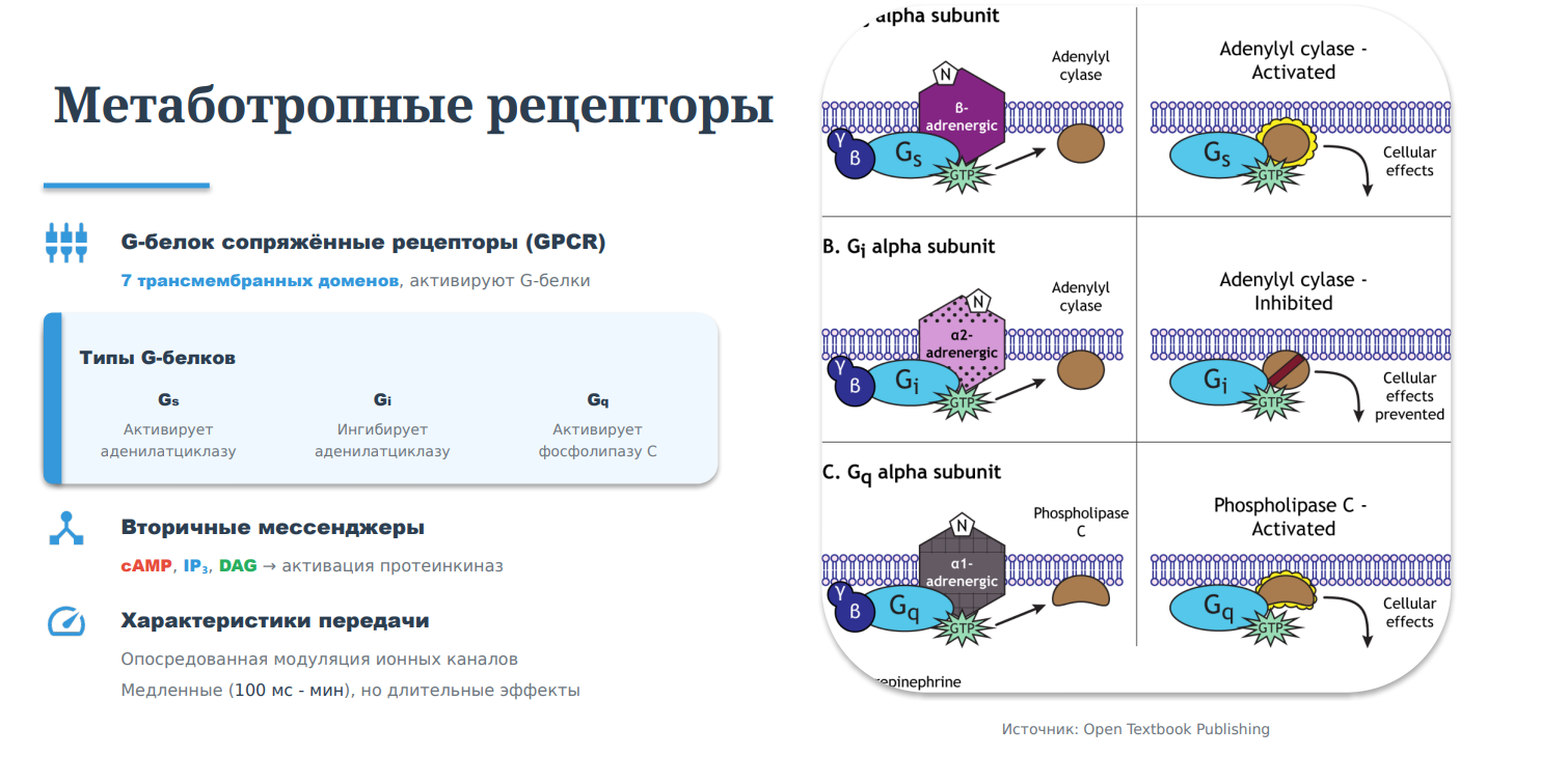 Синаптическая передача