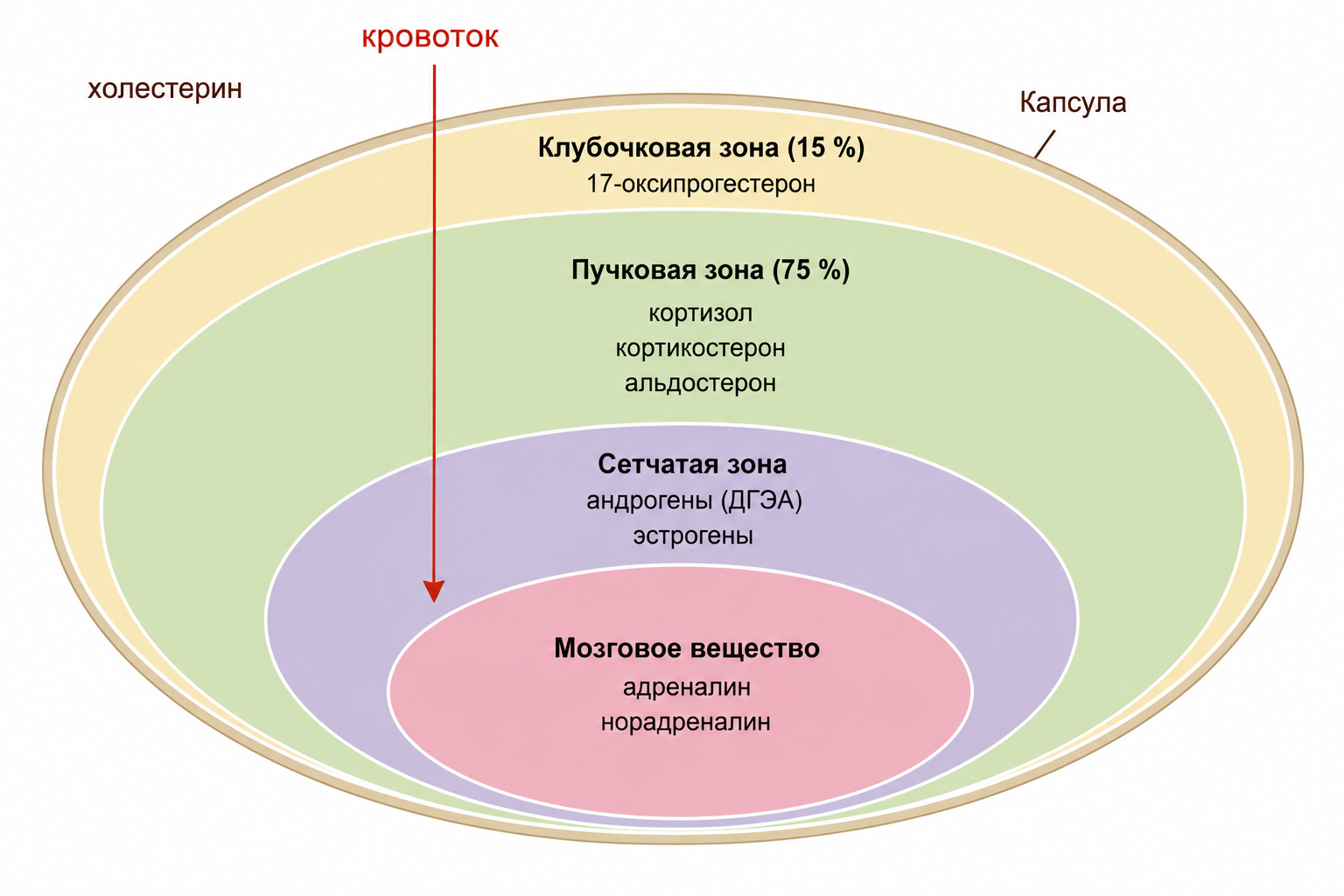 Схема поперечного среза надпочечника