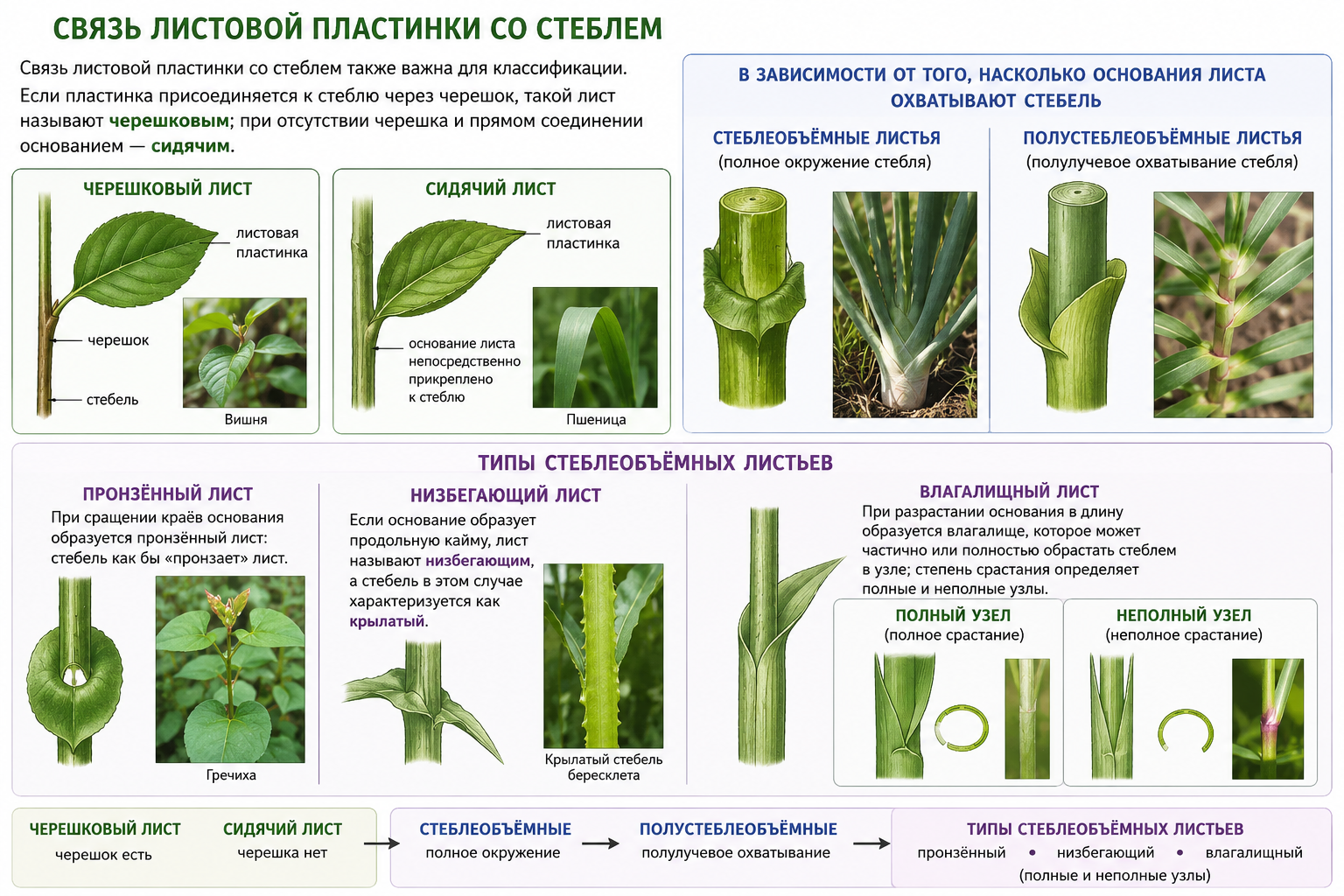 Типы крепления листа к стеблю