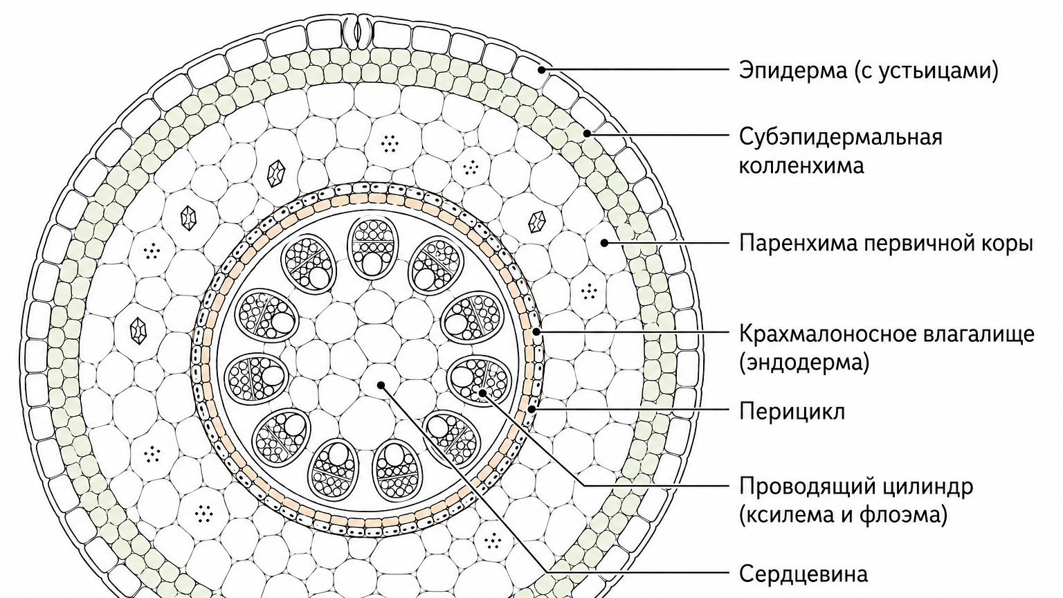 Анатомия стебля растений